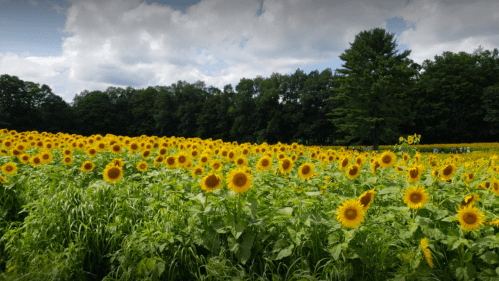 A vibrant field of sunflowers under a cloudy sky, surrounded by lush greenery and trees in the background.