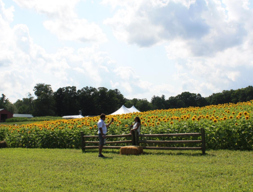 A couple poses by a wooden fence in a sunflower field under a blue sky with fluffy clouds.