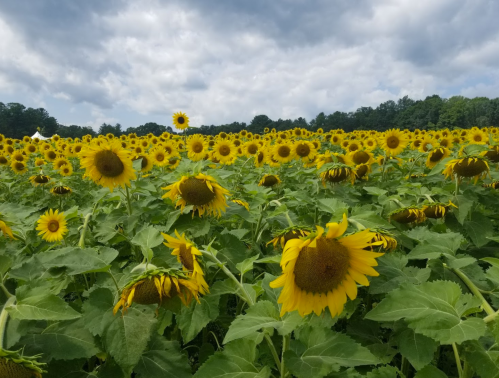 A vibrant field of sunflowers under a cloudy sky, with many blooms facing different directions.