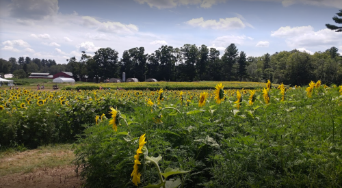 A vibrant sunflower field stretches under a blue sky, with trees and farm buildings in the background.
