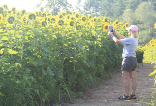 A woman in a pink hat takes a photo of sunflowers in a field on a sunny day.