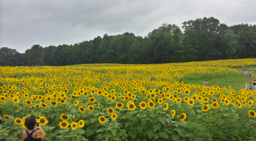 A vast field of bright sunflowers under a cloudy sky, with people walking in the background.