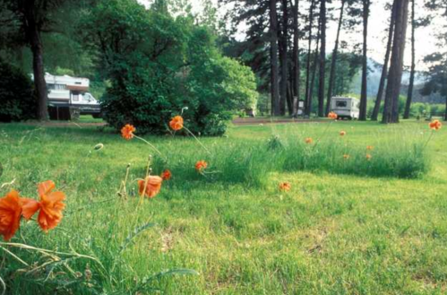 A grassy area with orange poppies and trees, with campers visible in the background.