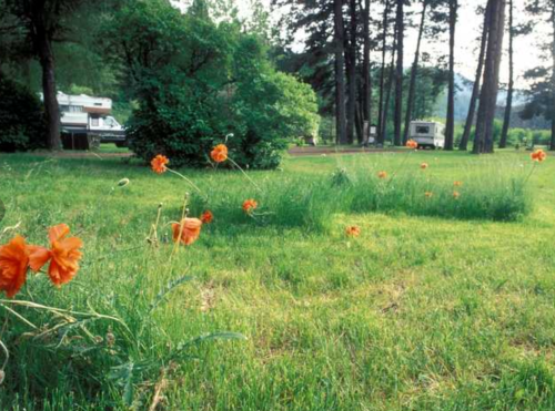 A grassy area with orange poppies and trees, featuring RVs in the background under a clear sky.