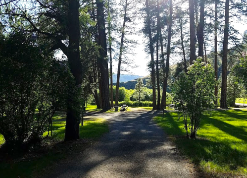 A sunlit path through tall trees, leading to a green landscape with distant hills.