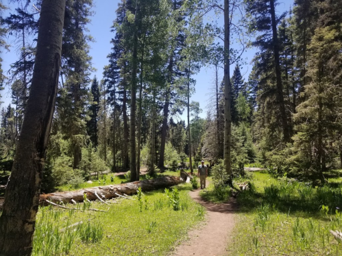A sunny forest path surrounded by tall trees and greenery, with two hikers in the distance.