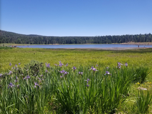 A serene lake surrounded by green grass and purple flowers, with trees in the background under a clear blue sky.