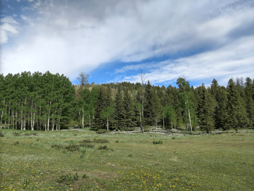 A lush green meadow surrounded by trees under a partly cloudy sky. Wildflowers dot the grassy area.