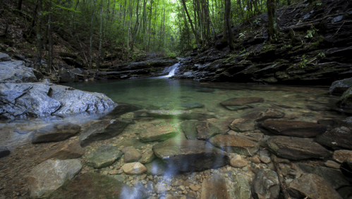 A serene forest scene featuring a clear stream flowing over smooth rocks, surrounded by lush green trees.