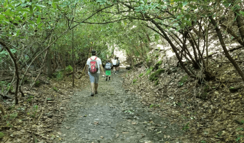 A group of hikers walking along a narrow, leaf-covered trail in a lush, green forest.