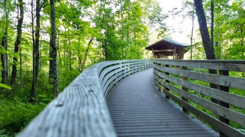 A winding wooden boardwalk through a lush green forest, leading to a small gazebo.