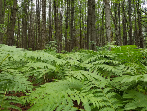 Lush green ferns cover the forest floor, surrounded by tall trees in a dense, tranquil woodland setting.