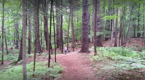 A person walks along a winding path through a lush green forest with tall trees and ferns.