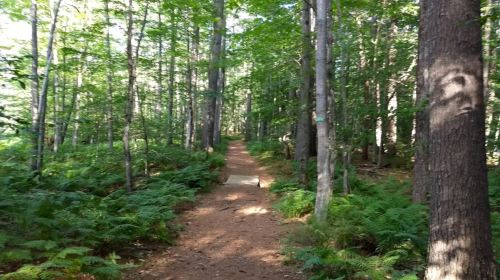 A serene forest path surrounded by tall trees and lush green ferns, inviting exploration and tranquility.