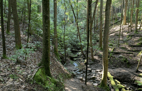 A serene forest scene with tall trees, lush greenery, and a small stream flowing through the underbrush.