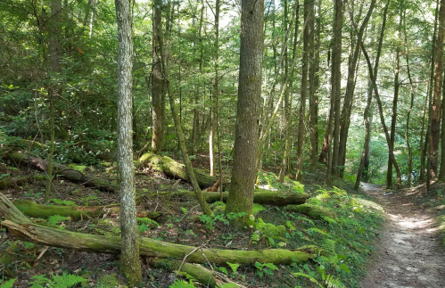 A serene forest scene with tall trees, lush greenery, and a winding dirt path through the underbrush.