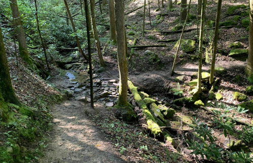 A serene forest scene with a narrow path, moss-covered rocks, and a small stream surrounded by trees and greenery.