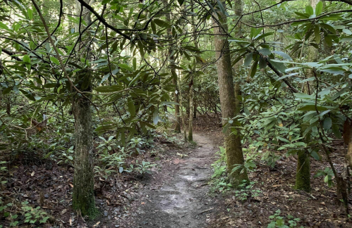 A narrow dirt path winding through a dense forest with lush green foliage and trees.