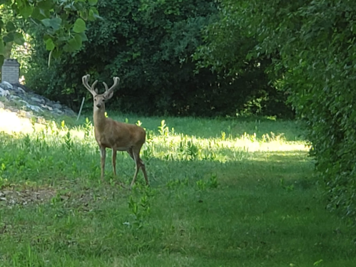 A deer with antlers stands in a sunlit grassy area surrounded by trees.