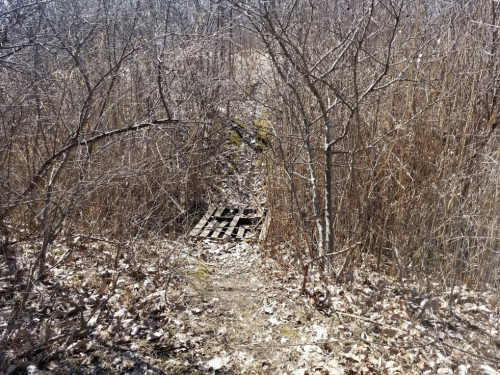 A narrow path through dense brush and trees, leading to a wooden structure partially hidden by foliage.