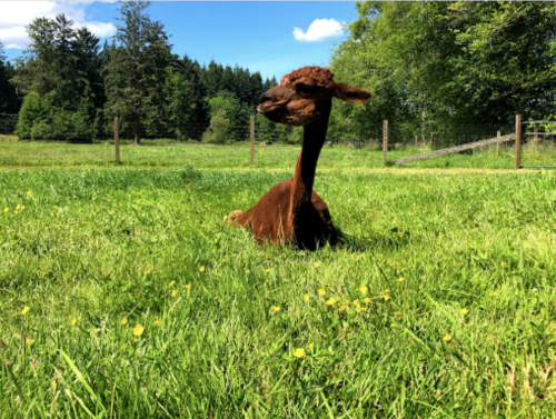 A brown alpaca lying in a grassy field with wildflowers, surrounded by trees and a blue sky.