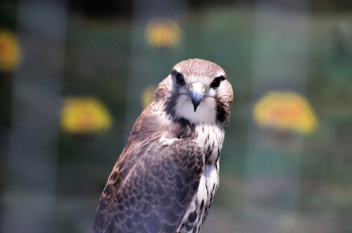 A close-up of a bird of prey with a sharp beak and striking feathers, set against a blurred background.