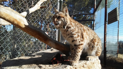 A bobcat sits on a rock, surrounded by trees and a wire fence, with a piece of meat nearby.