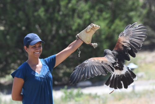 A woman in a blue shirt and cap holds a glove as a hawk takes flight beside her in a natural setting.