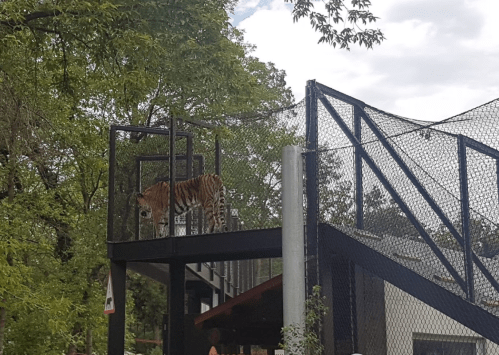 A tiger stands on a raised platform in a zoo, surrounded by trees and a protective netting.