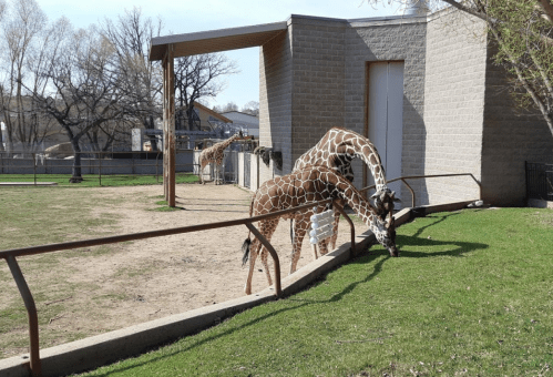 Two giraffes are grazing near a stone building in a zoo, with trees and a grassy area in the background.