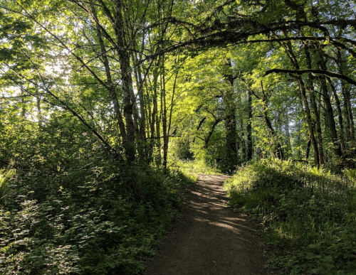 A sunlit dirt path winding through a lush green forest with tall trees and vibrant foliage.