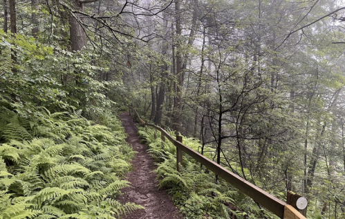 A misty forest path lined with ferns and a wooden fence, surrounded by tall trees.