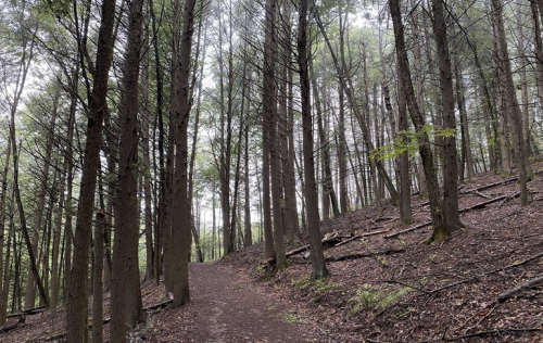 A winding dirt path through a dense forest of tall trees, with green foliage and a soft, earthy ground.