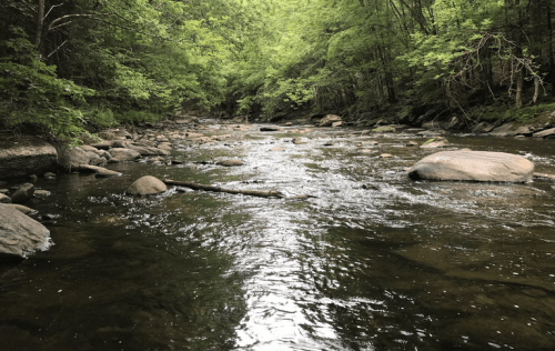A serene river flows through a lush green forest, with smooth stones and fallen branches visible in the water.