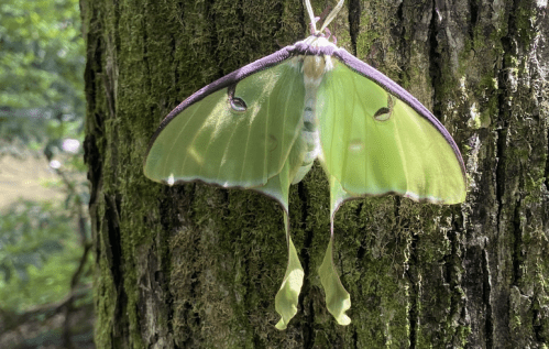 A vibrant green moth with purple edges resting on a mossy tree trunk in a forest setting.