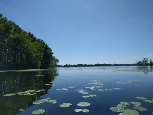 A calm lake with lily pads, surrounded by trees under a clear blue sky.