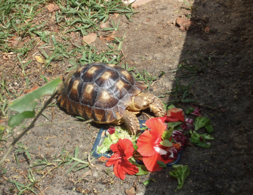 A tortoise eating colorful flowers and greens on the ground, surrounded by grass and a shadow.