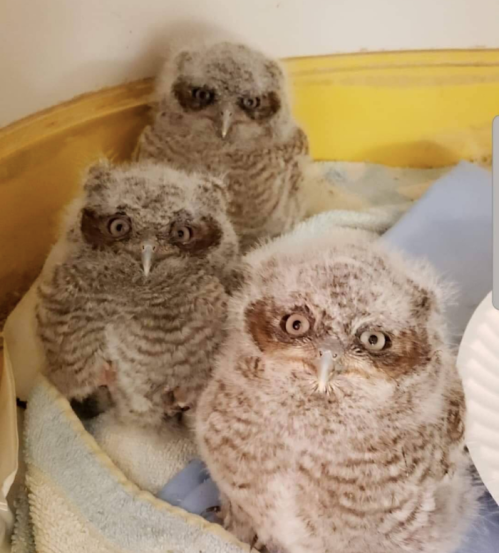 Three fluffy baby owls with large eyes, sitting together in a cozy nest lined with a towel.