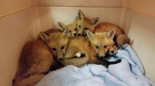 A group of five adorable fox kits cuddling together in a cozy space on a blue blanket.