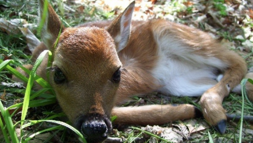 A young fawn lying on the grass, surrounded by leaves and greenery, with a curious expression.