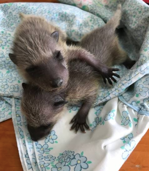 Two adorable baby animals cuddling on a floral-patterned cloth.
