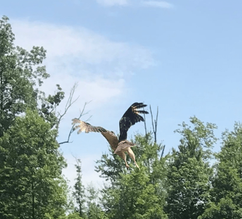 A hawk soaring above green trees under a blue sky with scattered clouds.