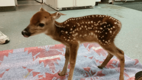 A spotted fawn stands on a colorful rug indoors, with a blurred background of a kitchen.