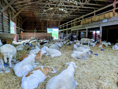 A spacious barn filled with resting sheep and cows on straw bedding, with wooden beams and hay bales visible.