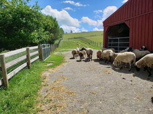 A flock of sheep walking along a gravel path near a red barn, surrounded by green fields and blue skies.