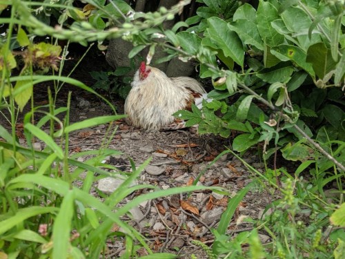 A white and brown chicken resting among green plants and foliage on the ground.