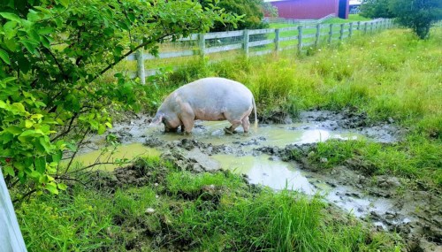 A pig stands in a muddy puddle, surrounded by grass and a wooden fence, with a barn in the background.