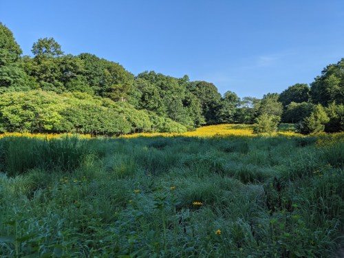 A vibrant meadow filled with yellow flowers, surrounded by lush green trees under a clear blue sky.