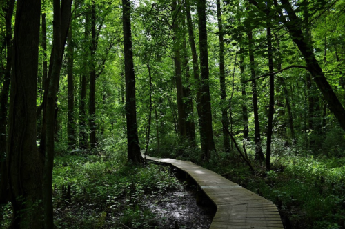 A wooden pathway winds through a lush, green forest filled with tall trees and dense foliage.