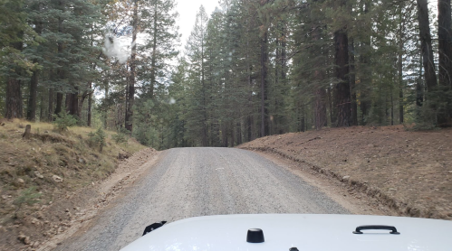 Gravel road winding through a forest with tall trees on either side, viewed from the front of a vehicle.